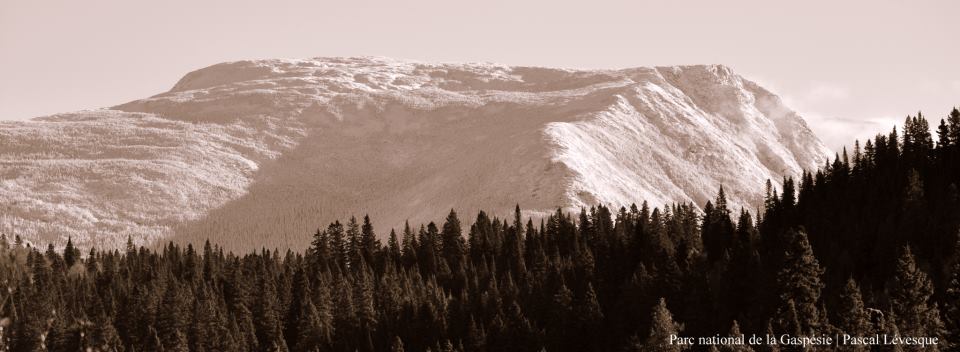 Paysage blanc la Gaspèsie