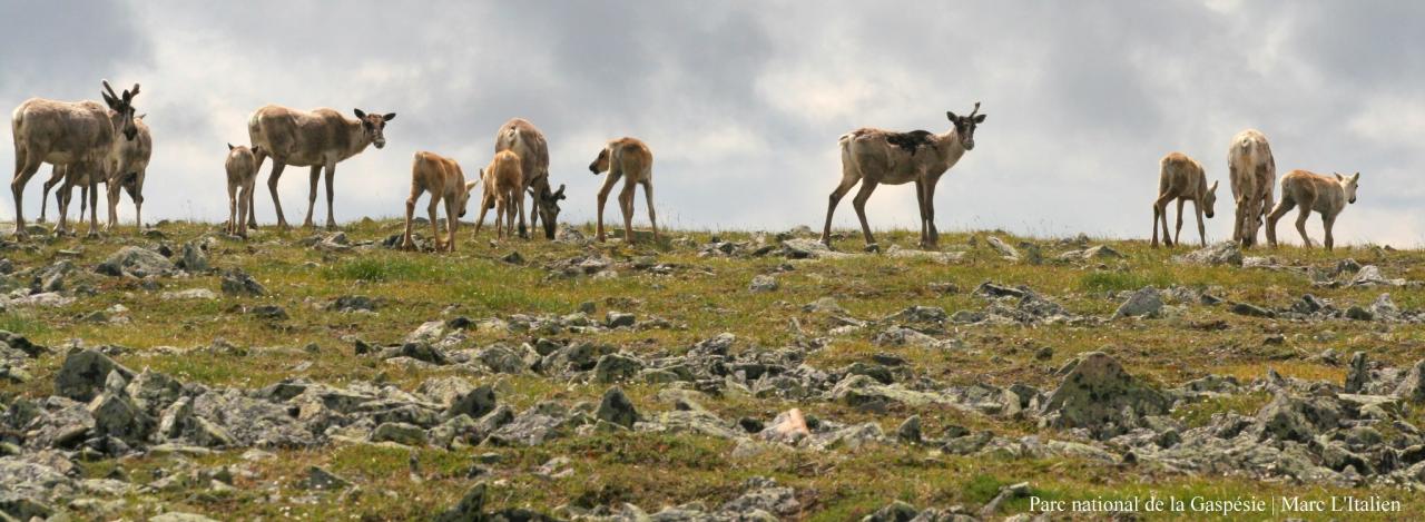 La nature simple de la Gaspèsie