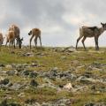 La nature simple de la Gaspèsie